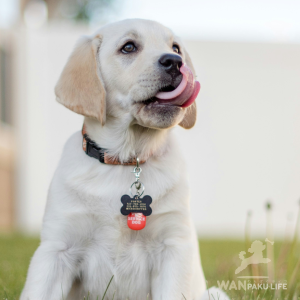 【岩手県】愛犬と行ける犬同伴カフェ10選！ランチを楽しむ人気スポット＆利用マナー