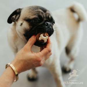 【宮城県】犬と行けるカフェ10選！ランチが楽しめる人気店と基本マナー