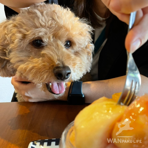 【長崎県】犬同伴カフェ10選！愛犬とのおでかけマナーもチェック