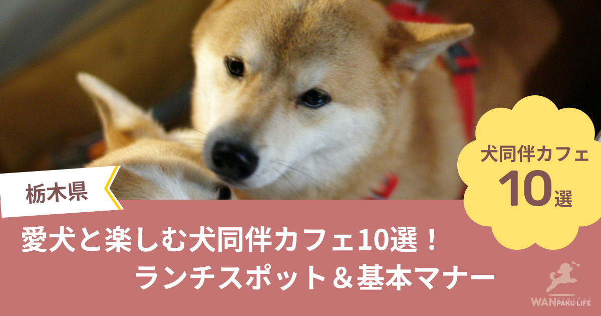 【栃木県】愛犬と楽しむ犬同伴カフェ10選！ランチスポット＆基本マナー