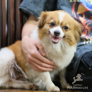 【福井県】犬同伴カフェおすすめ10選！愛犬と行けるランチスポットまとめ