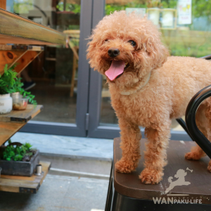 【群馬県】犬と行ける人気カフェ10選！犬連れランチOKのお店と利用マナー