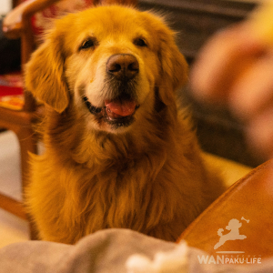 【石川県】犬連れOKの人気カフェ10選！ランチ情報と基本マナーを紹介
