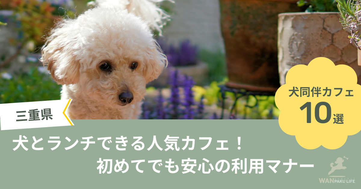 【三重県】犬とランチできる人気カフェ10選！初めてでも安心の利用マナー