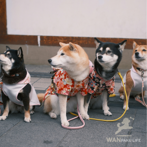 【奈良県】犬連れで行きたいカフェ10選！ランチOKのお店と基本ルール
