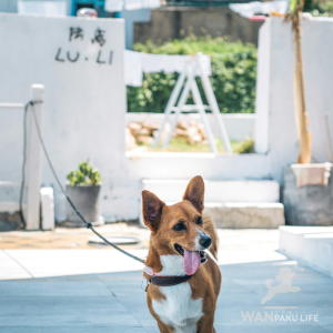 【滋賀県】犬同伴OK！愛犬と楽しめる人気カフェ10選＆マナーガイド