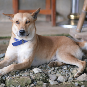 【島根県】犬連れに人気のカフェ10選！ランチOKのお店＆マナーまとめ