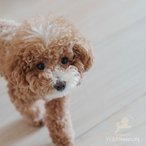【鳥取県】犬同伴カフェ厳選10選！愛犬とランチを楽しめる人気スポット
