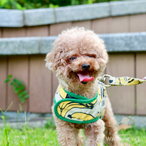 【富山県】犬連れOKの人気カフェ10選！ランチ情報と基本マナーを紹介