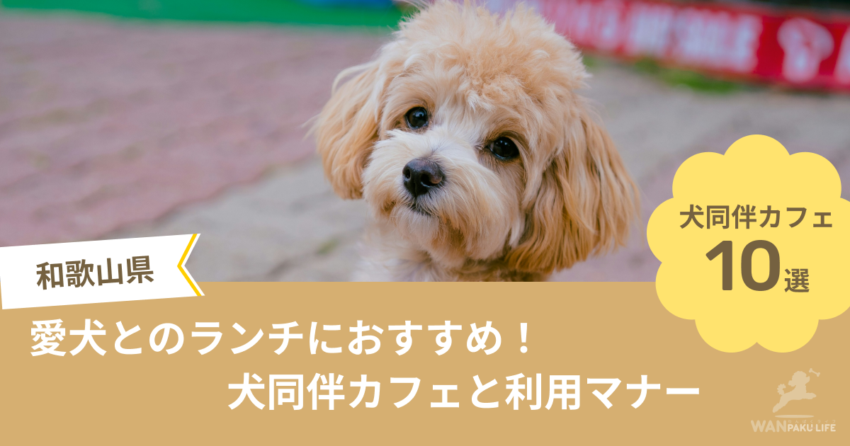 【和歌山県】愛犬とのランチにおすすめ！犬同伴カフェ10選と利用マナー