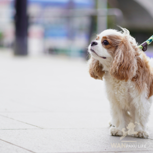 【山梨県】愛犬と行きたい犬同伴カフェ10選！ランチOKのお店＆利用マナー