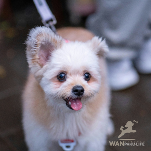 【愛媛県】犬と楽しむランチスポット10選！人気カフェ＆マナーを紹介