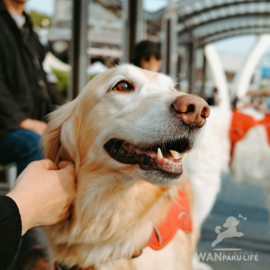 【香川県】犬同伴ランチにおすすめのカフェ10選！利用マナーも解説