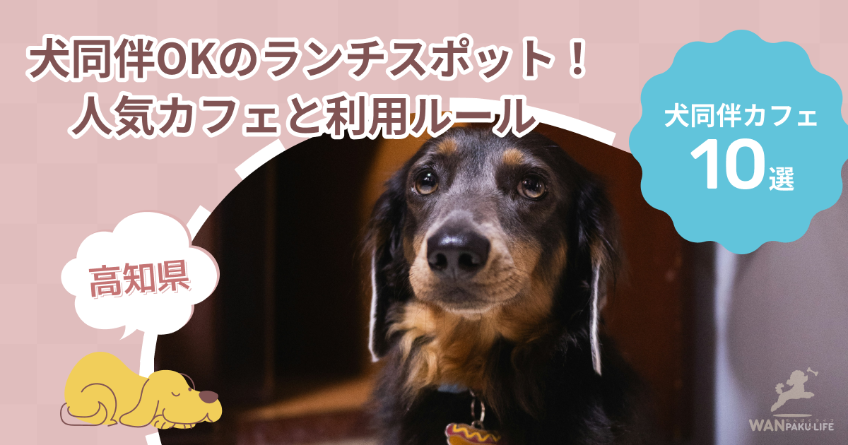 【高知県】犬同伴OKのランチスポット10選！人気カフェと利用ルール