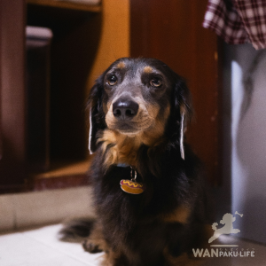 【高知県】犬同伴OKのランチスポット10選！人気カフェと利用ルール