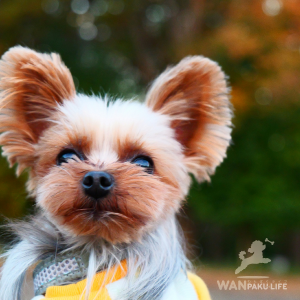 【徳島県】犬同伴できるランチスポット10選！人気カフェ＆基本マナー