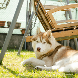 【山口県】犬と一緒に行けるカフェ10選！人気ランチスポットと利用マナー